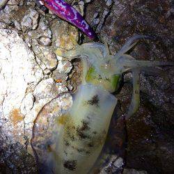 中紀夕マヅメ〜ナイト