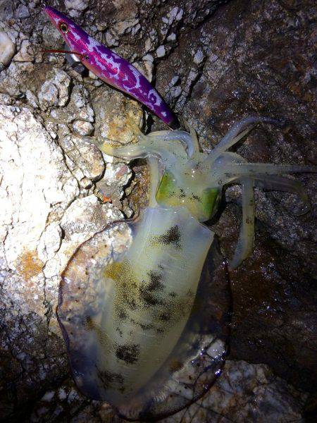 中紀夕マヅメ〜ナイト