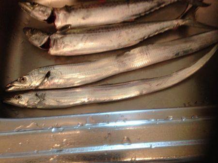 タチウオのちサゴシ