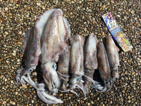 アオリウキ釣り