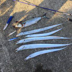 青物回遊あり！