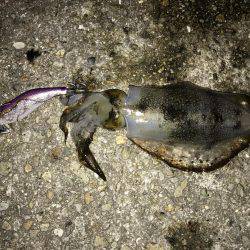 仕事帰りの釣行