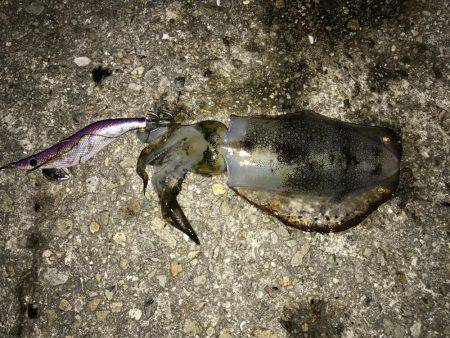 仕事帰りの釣行