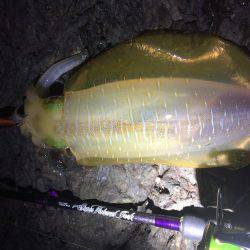 夕マヅメ不発・・・