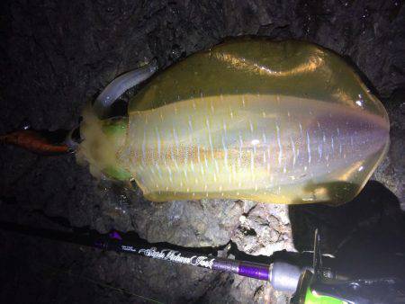 夕マヅメ不発・・・