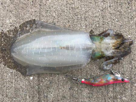 お出掛け前の短時間エギング