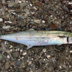 ショアジギング