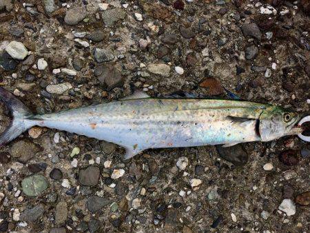 ショアジギング