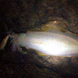 またまた爆風エギング