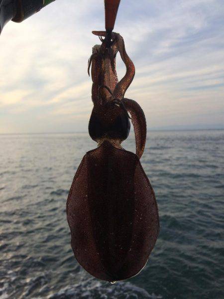 潮場で夕マヅメ‼︎