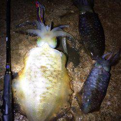 夜中の短時間エギング