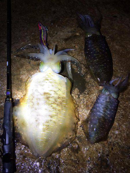 夜中の短時間エギング