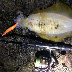 夕マヅメ〜〜ナイトエギング