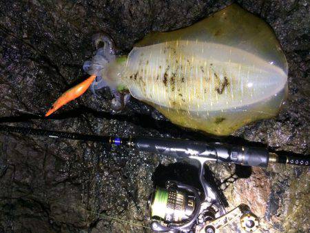 夕マヅメ〜〜ナイトエギング