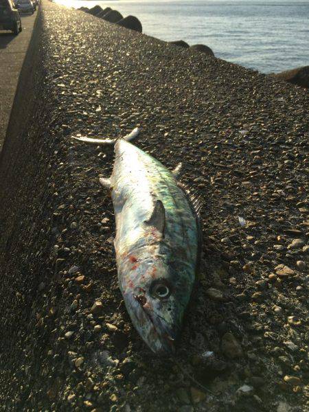 ミノーでサゴシ