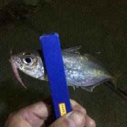 1日休んで今日もアジング