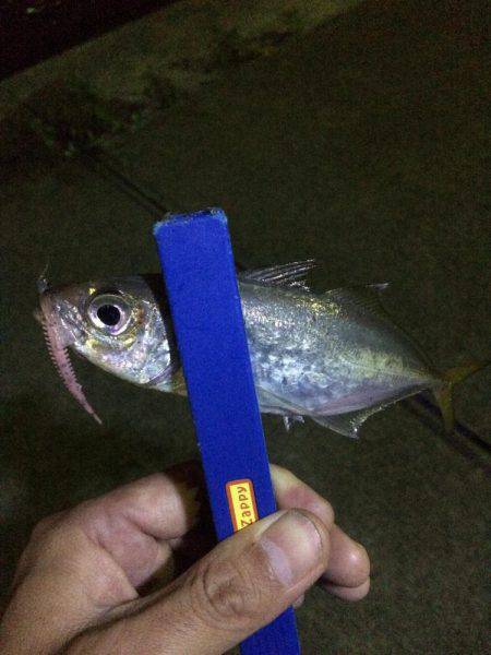 1日休んで今日もアジング