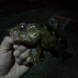 今日は尺アジクラスを求めて