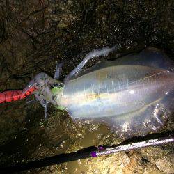夕マヅメ過ぎからチョロっとエギング!