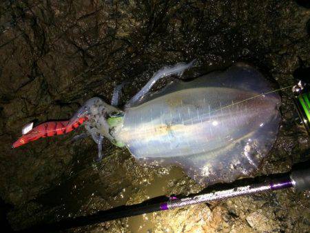 夕マヅメ過ぎからチョロっとエギング!