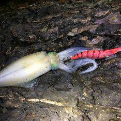 爆風真っ向勝負。