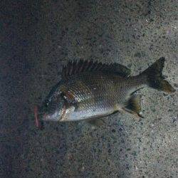 雨の予報覚悟で