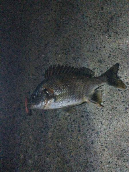 雨の予報覚悟で