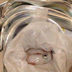 イカさっぱり釣れず。タチウオは…