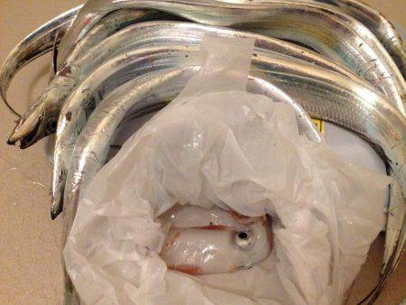 イカさっぱり釣れず。タチウオは…