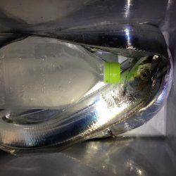 ワイヤー忘れてロスト