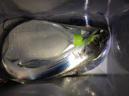 ワイヤー忘れてロスト