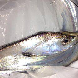 寒い中、タチウオ渋め