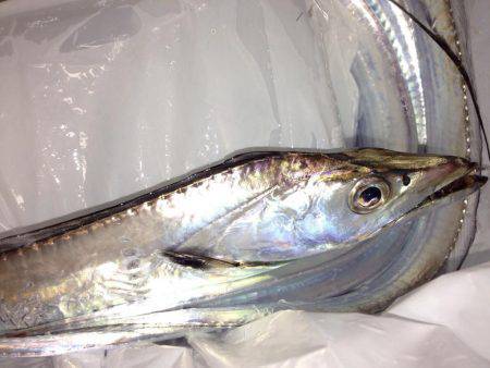 寒い中、タチウオ渋め