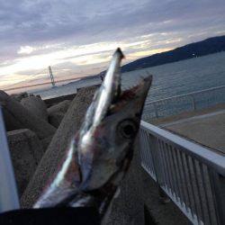 夕マヅメより朝マヅメ釣行