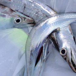 数は減ったが型はまずまず