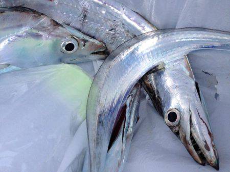 数は減ったが型はまずまず