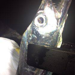 何を試しても反応なかったが、あるキッカケで。。。