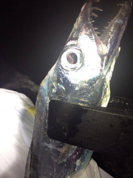 何を試しても反応なかったが、あるキッカケで…