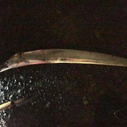 最後の一投で何とか1匹