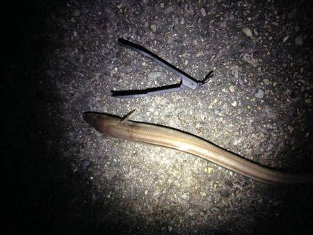 寒い中、60cmオーバーのアナゴゲット！