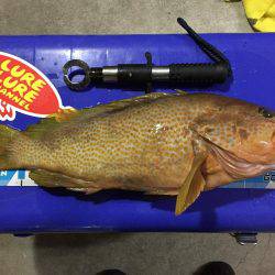 モンスターアコウGET‼️