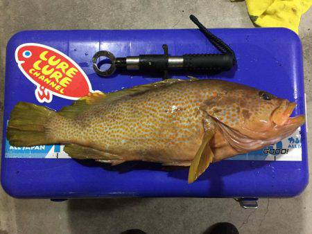 モンスターアコウGET‼️