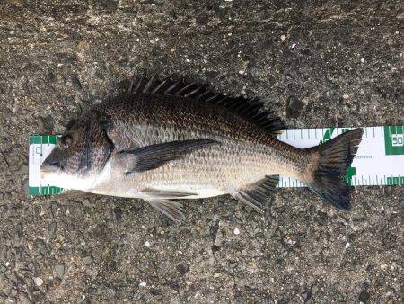 久し振りの40㎝超え