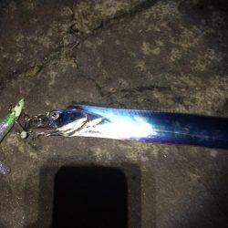 タチウオからのツバス