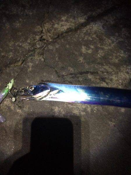 タチウオからのツバス