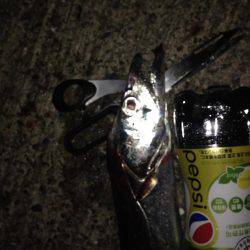 太刀魚釣ったゾー