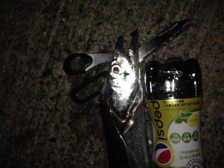 太刀魚釣ったゾー