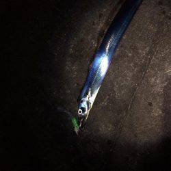 ワインドでタチウオ3匹