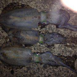 烏賊釣ったゾー