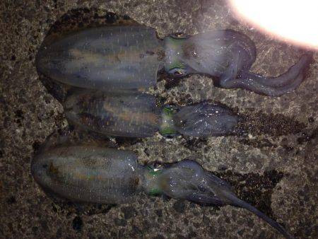 烏賊釣ったゾー